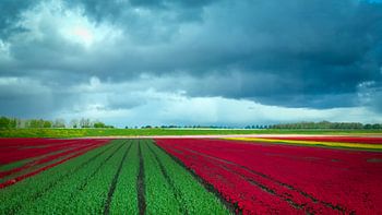 Zwiebelfelder auf Urk