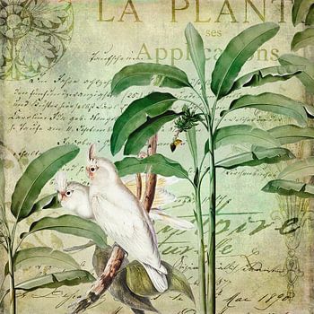 Kaketoes exotisch paradijs