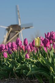 Primeval Dutch by Stephan Scheffer