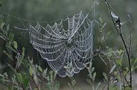 Dew Drops on Spider's Web by Theo van Woerden thumbnail
