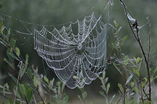 Dauwdruppels op spinnenweb