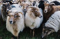 The Sheep Counting van Wendy Bos thumbnail
