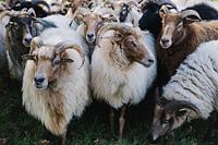 The Sheep Counting
