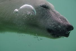Bubbling polar bear