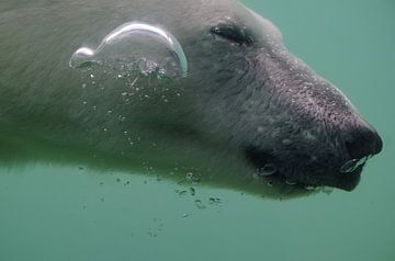 Ours polaire à bulles sur Richard Pruim