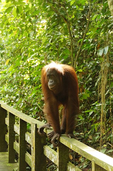 Orangutan by Pieter  Debie
