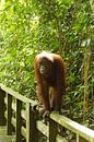 Orangutan by Pieter  Debie thumbnail