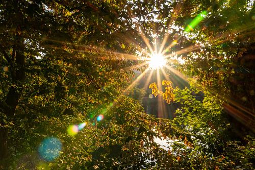 Sun-flooded autumn leaves enchant the morning