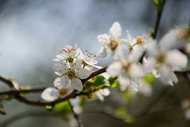 Delicate Spring flowers by Frank's Awesome Travels