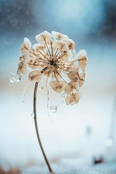 Frozen Flower No 2 by Treechild
