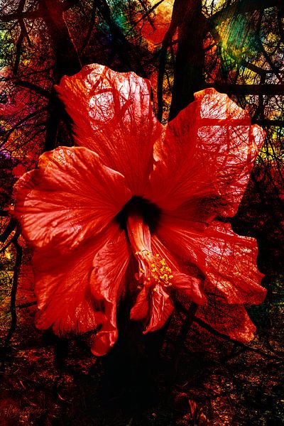 Dans un monde coloré. par Helga Blanke