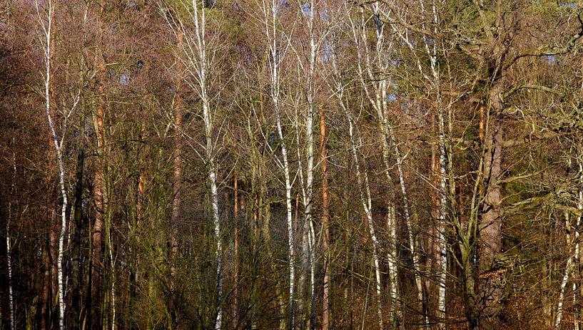 Forest panorama by Thomas Jäger