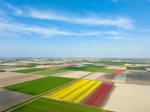 Tulips fields during springtime seen from above