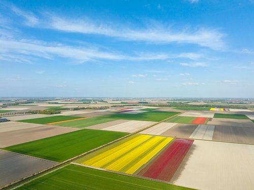 Champs de tulipes au printemps vus d'en haut
