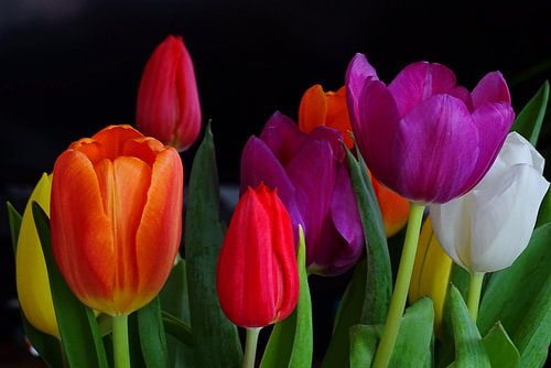 Tulpen