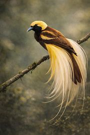 Goldener Paradiesvogel – Wanddekoration mit Tiermotiven von Dodik Hariyono