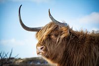 Schotse Hooglander