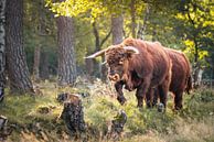 Schotse Hooglander van Meike Huibers thumbnail
