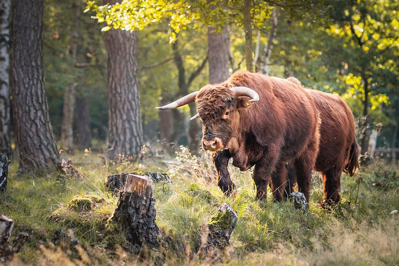 Schotse Hooglander van Meike Huibers