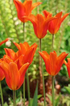 Orange Splendour: A Trilogy from Dutch Soil (Part 3)