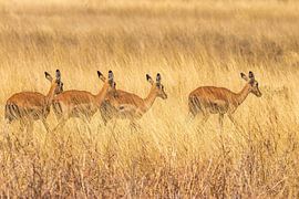 Impala in Chobe NP in Botswana by Paul de Roos