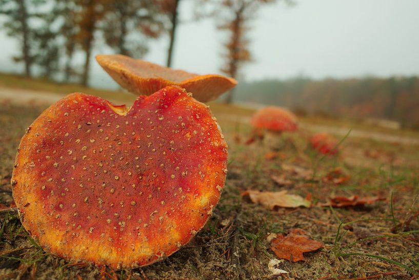 Rouge avec points blancs au champ Gasselter par Jurjen Melinga