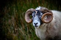 Was ist vor meinem Auge?