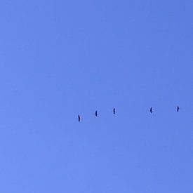 Geese flying off van Armand L'Ortije