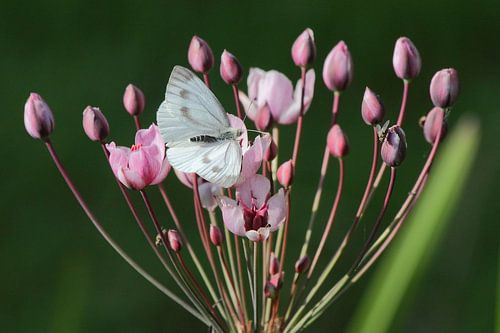 Witte vlinder op roze zwanebloem