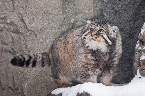 op de achtergrond van de klif. Ernstige, wrede, pluizige, wilde kattenmanoeuvre op witte sneeuw.