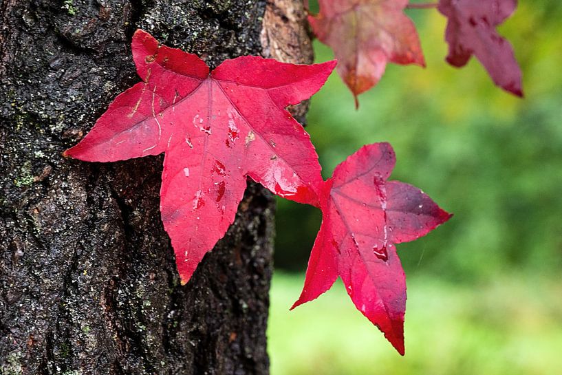 Bright red leaves on the tree by Flatfield