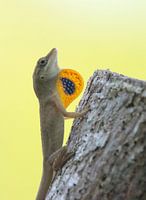 Anolis hagedis die zijn dominantie toont door de keelzak uit te zetten