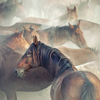 Vermoeide paarden