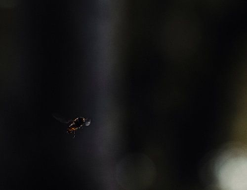 Zweefvlieg in het duister