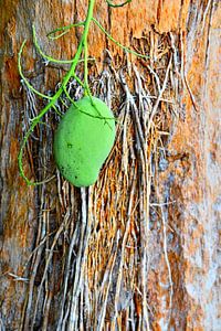 Stamm einer Palme neben einem Mangobaum