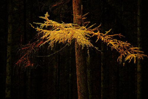 Tannenzweig in Gold gehüllt