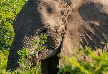 Elefanten Baby im Naturreservat Hluhluwe Nationalpark Südafrika von SHDrohnenfly