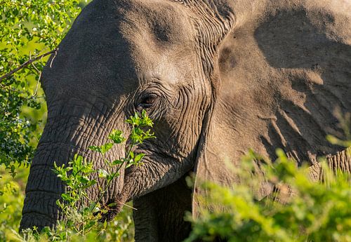 Elefanten Baby im Naturreservat Hluhluwe Nationalpark Südafrika