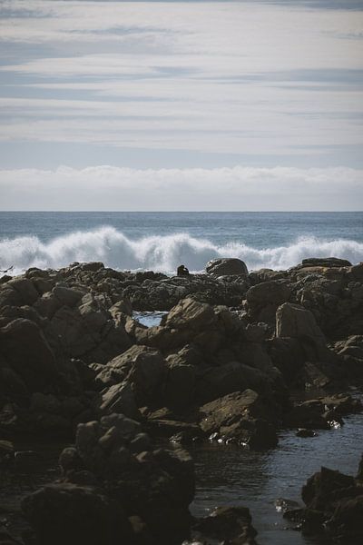Kaikoura's Playful Seal Colony by Ken Tempelers