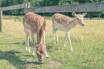 Grazing Red Deer by Melvin Fotografie