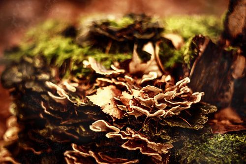 Surrealistische Natuur in de Veluwe