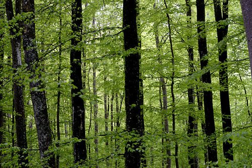Wald