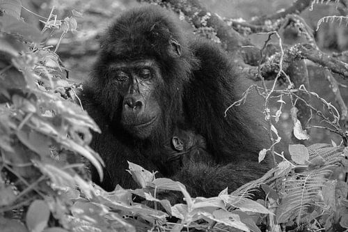 Bébé gorille, Ouganda, noir et blanc