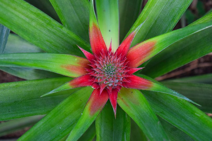 Nahaufnahme einer blühenden Ananas von oben gesehen von Studio LE-gals