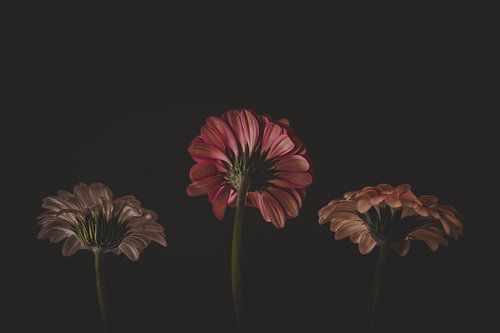 Onderkant van 3 bloemen