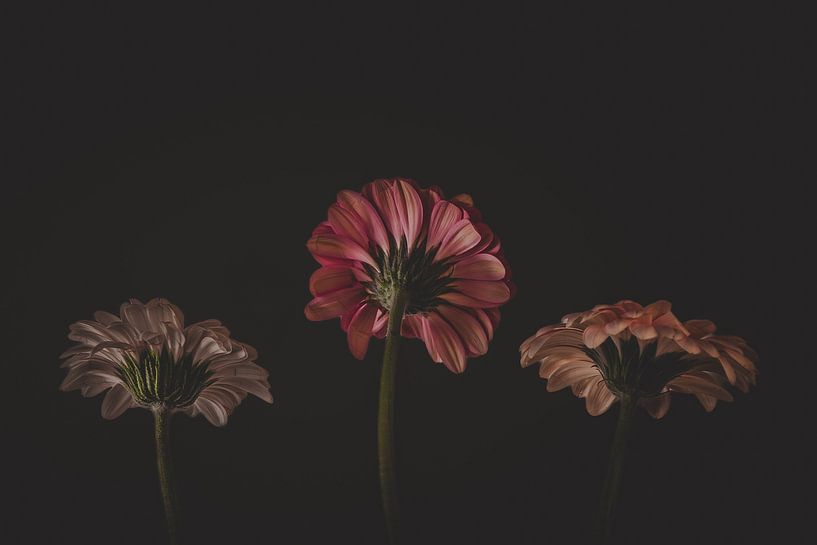 Bas de 3 fleurs par it's a Boone thing
