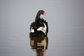 Schwarzer Schwan von Frank Smedts