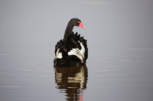 Zwarte zwaan