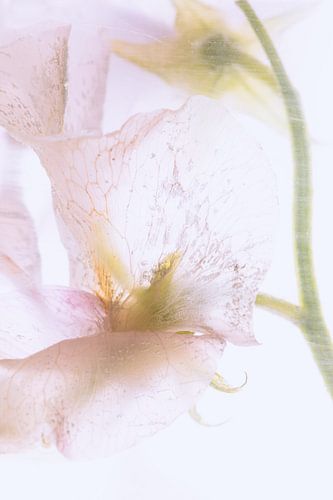 Vicks roses dans la glace 2