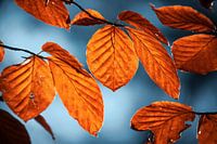 Roodkleurige herfst bladeren